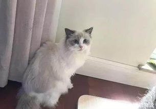 怎么领取到宠物猫