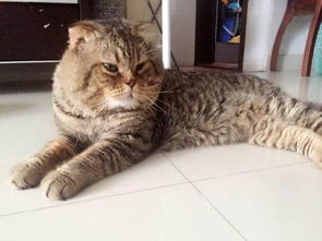 老虎头宠物猫怎么养活