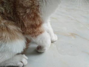 小猫骨折要多少钱