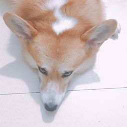 宠物狗流鼻水流脓怎么回事