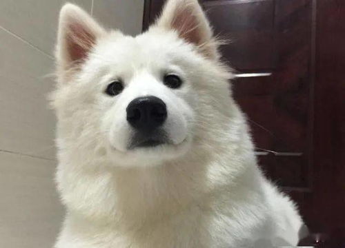 宠物狗发生疾病怎么办呢