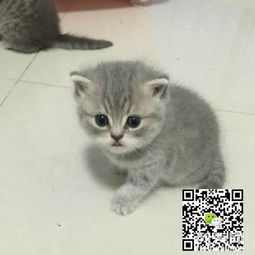 在北京怎么买宠物猫