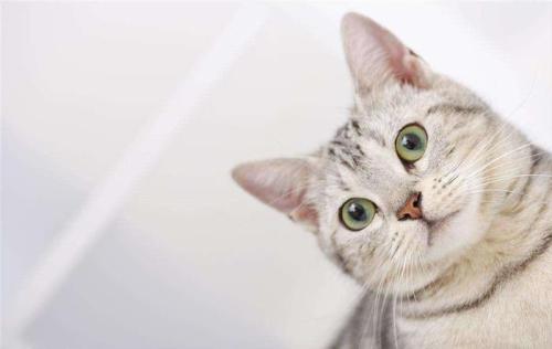 国庆宠物猫怎么办