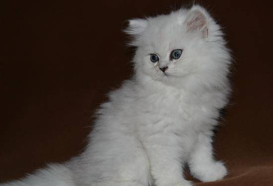 长毛的宠物猫怎么养