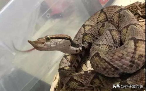 宠物猫被蛇咬怎么办啊