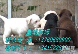 在广东养的宠物狗怎么养