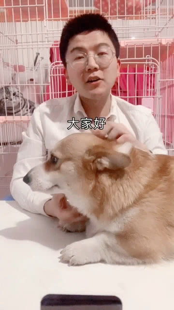 宠物狗毛变色了怎么办