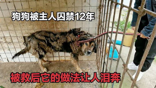 宠物狗把人扑倒怎么办