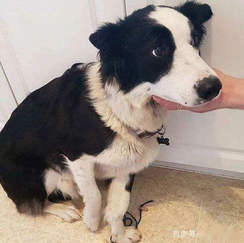 宠物狗怎么防止吐黄水呢
