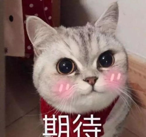 怎么托运宠物猫价格
