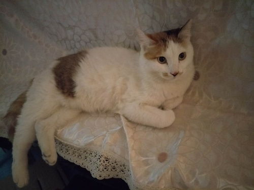 怎么带宠物猫去日本