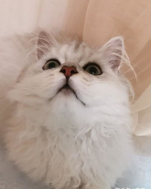 宠物猫怎么能避孕