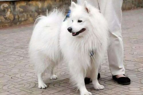 银狐犬能长到多少斤