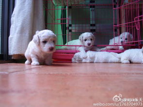宠物狗怎么养活的快一些