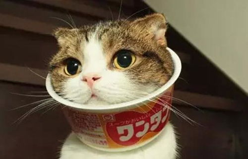 宠物猫圈怎么带