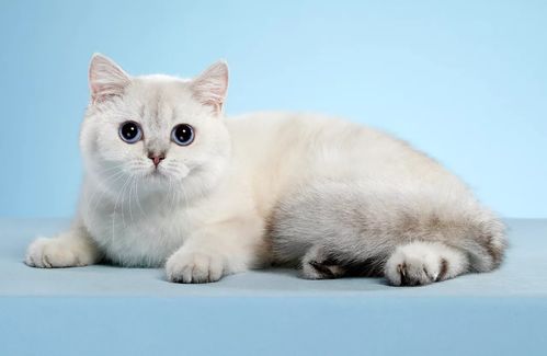 怎么判断宠物猫品相