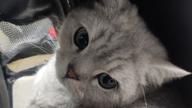宠物猫剪猫脸怎么剪