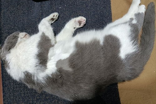 宠物猫死了需要怎么处理