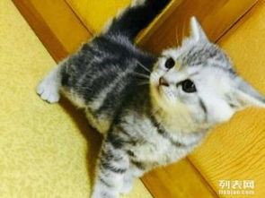 怎么转让宠物猫