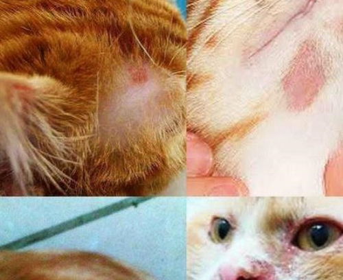 打宠物猫成瘾了怎么办啊