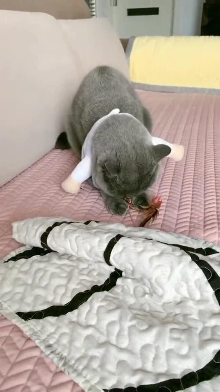 宠物猫怎么抓