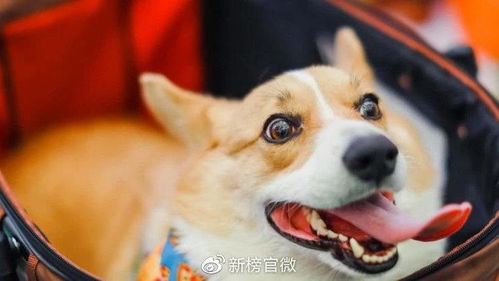 直播卖货宠物狗怎么样啊
