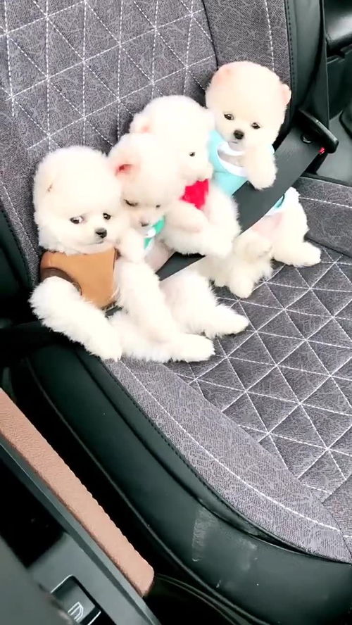 宠物狗车安全带怎么系的