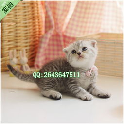 怎么买活着的宠物猫