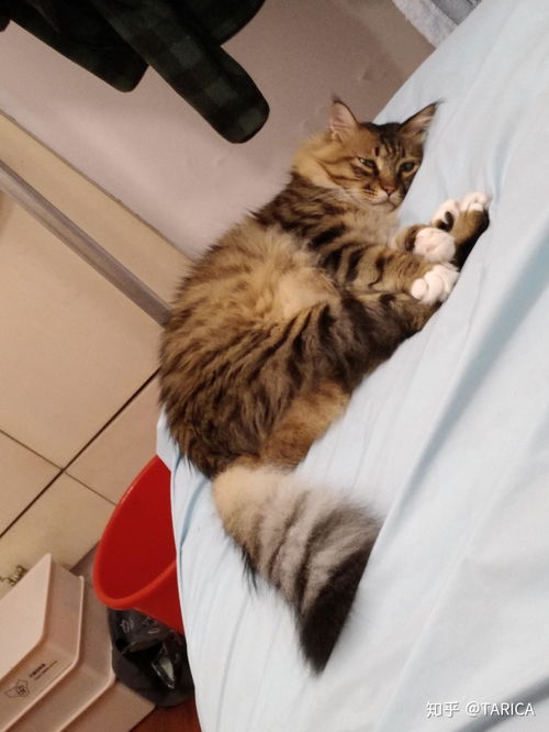 宠物猫把我挠伤了怎么办
