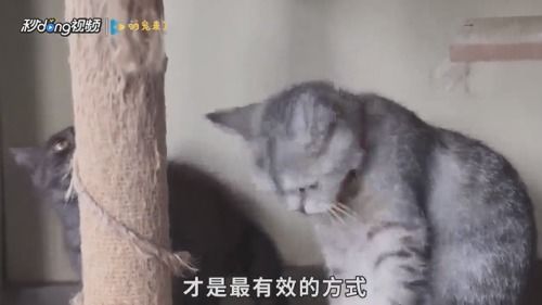 宠物猫老爱叫怎么办呢