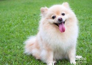 宠物狗身上有味怎么回事