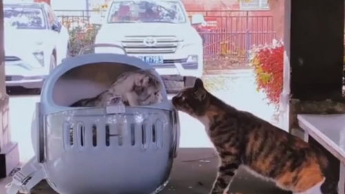 遇到宠物猫怎么捉猫呢