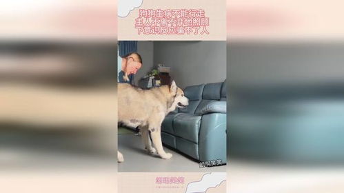 宠物狗无法走路怎么办呢