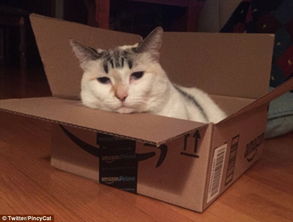 怎么用纸做迷你宠物猫