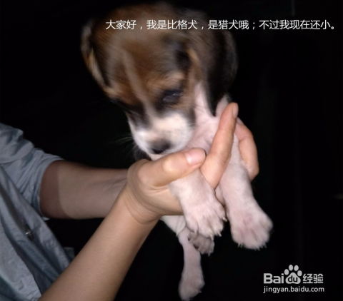 宠物狗进入球场怎么办