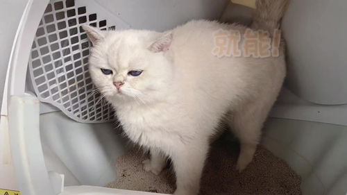 宠物猫洗屁股怎么洗