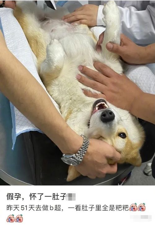 母狗怀孕超多少天