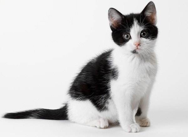 几块一只的宠物猫怎么养