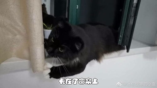 宠物猫挠伤了怎么处理