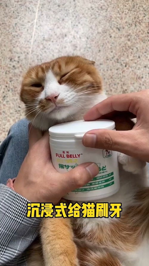 怎么才能让宠物猫听话
