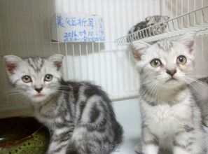 同城宠物猫群怎么找