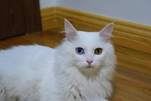 平常怎么护理宠物猫