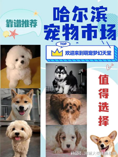 怎么买宠物猫狗便宜
