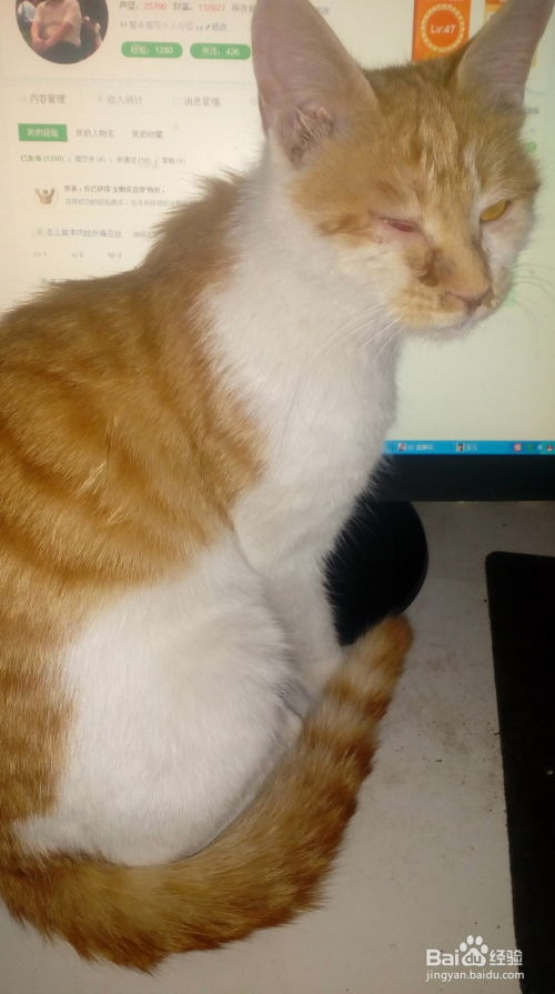 抑郁症怎么训练宠物猫
