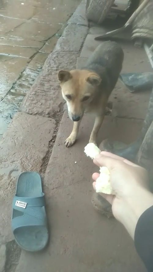 宠物狗吃的菜怎么做的