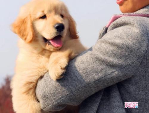 宠物狗的疫苗怎么能买到