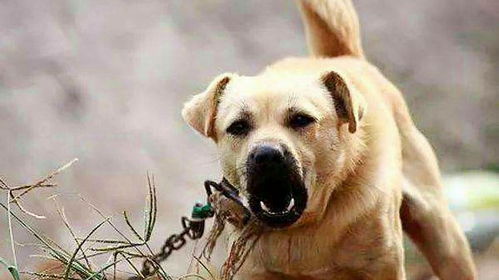宠物狗遇到猎犬会怎么样