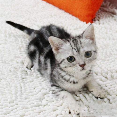 宠物猫应该怎么挑食呢