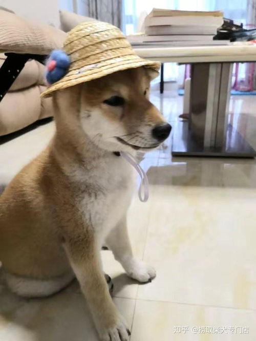 四个月柴犬吃多少