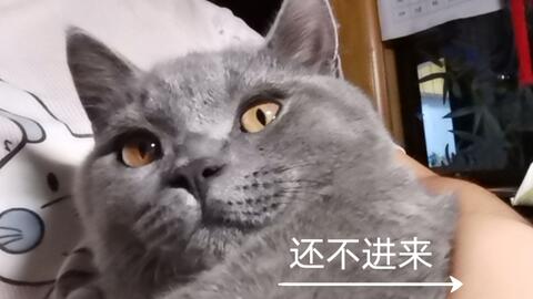 怎么自己用纸做宠物猫